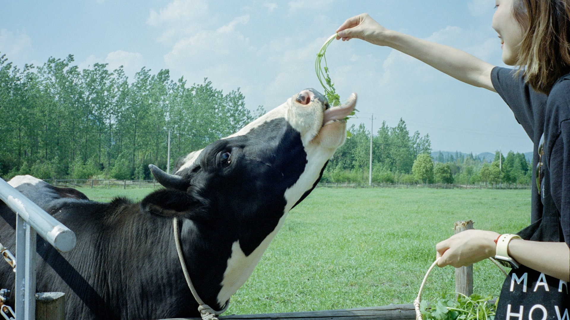 black and white cow on green grass field during daytime